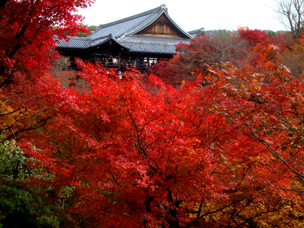 三重県発 京都の紅葉鑑賞日帰りバスツアー参加者募集中 三重県発のバスツアー